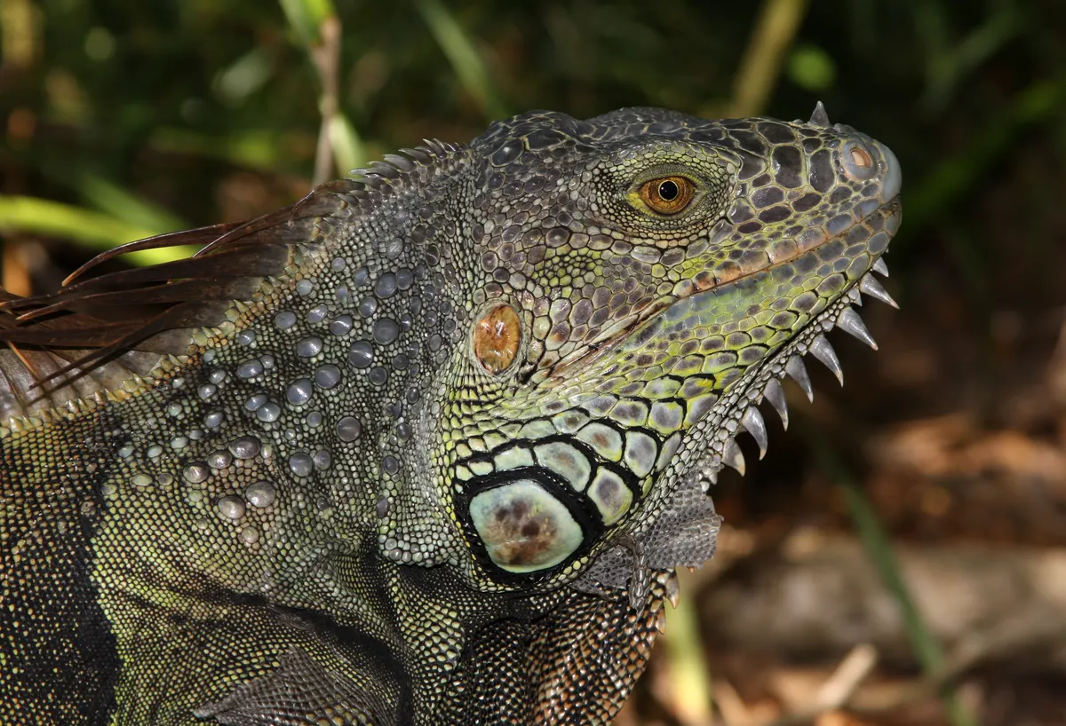 Young green iguana showing early head and scale development