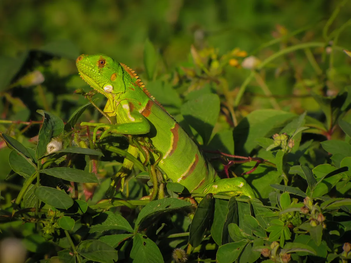 A Green Iguana finding or consuming food