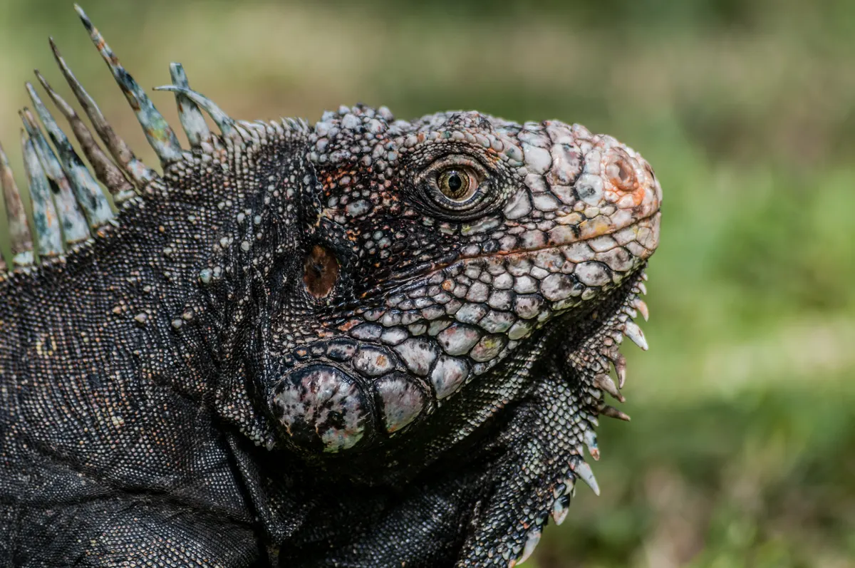 A Green Iguana navigating its natural environment