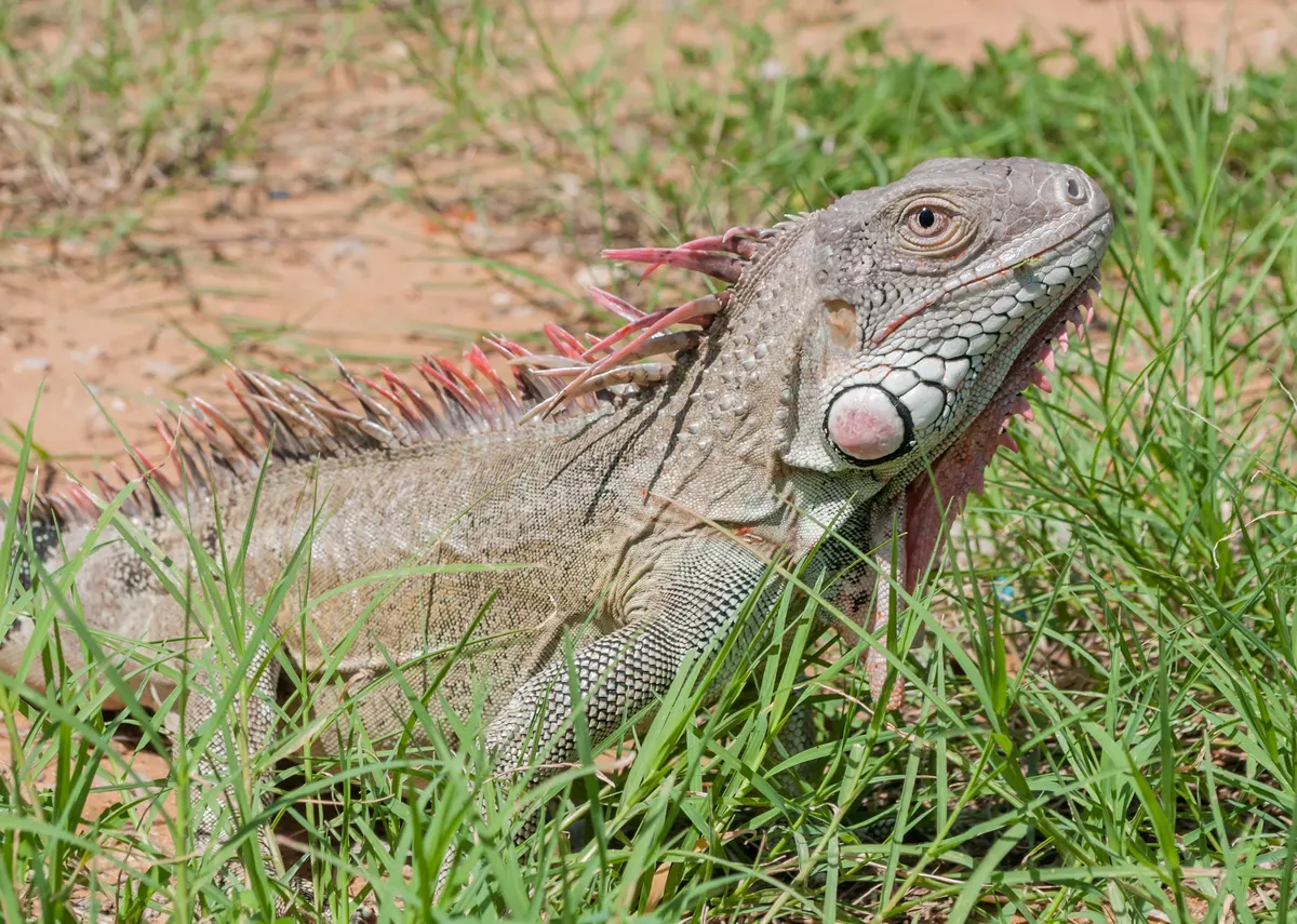 A Green Iguana finding or consuming food