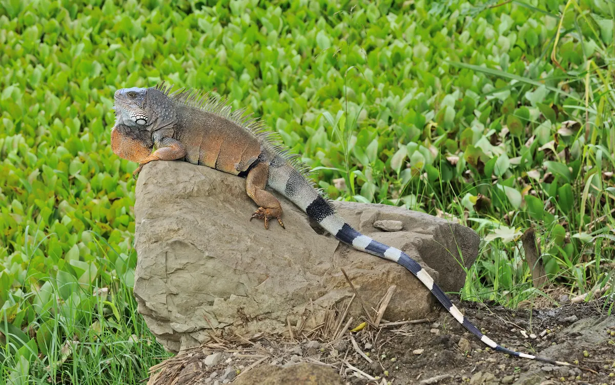 A group of Green Iguanas interacting with each other