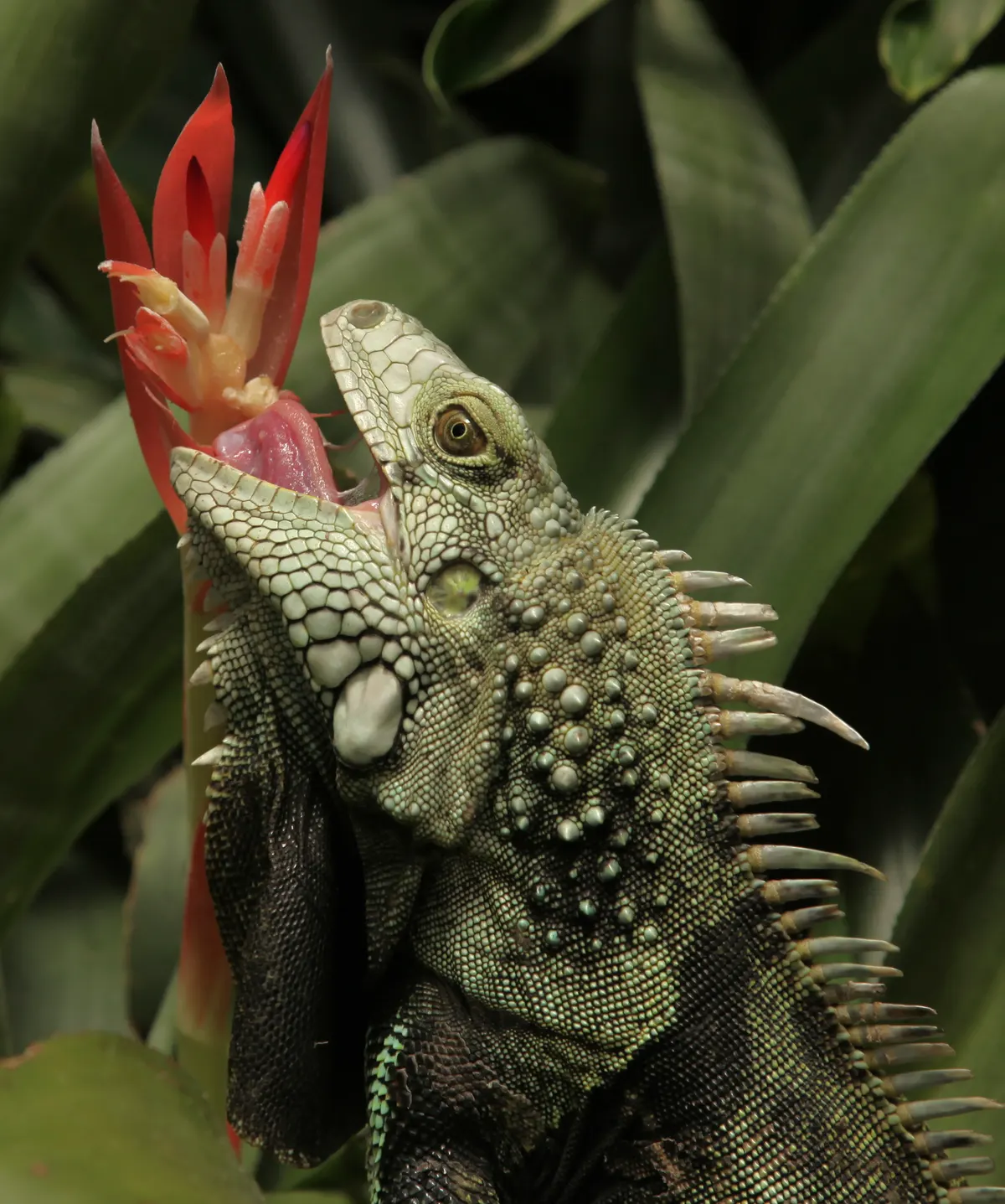 A Green Iguana showing a unique behavior or adaptation
