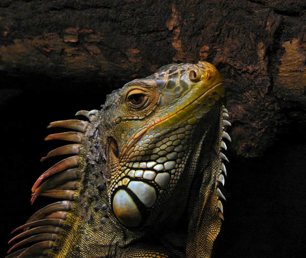 A Green Iguana navigating its natural environment