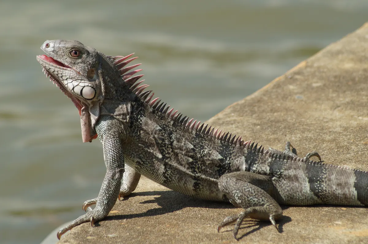 Green iguana basking on a concrete ledge by water, dewlap and dorsal spines visible