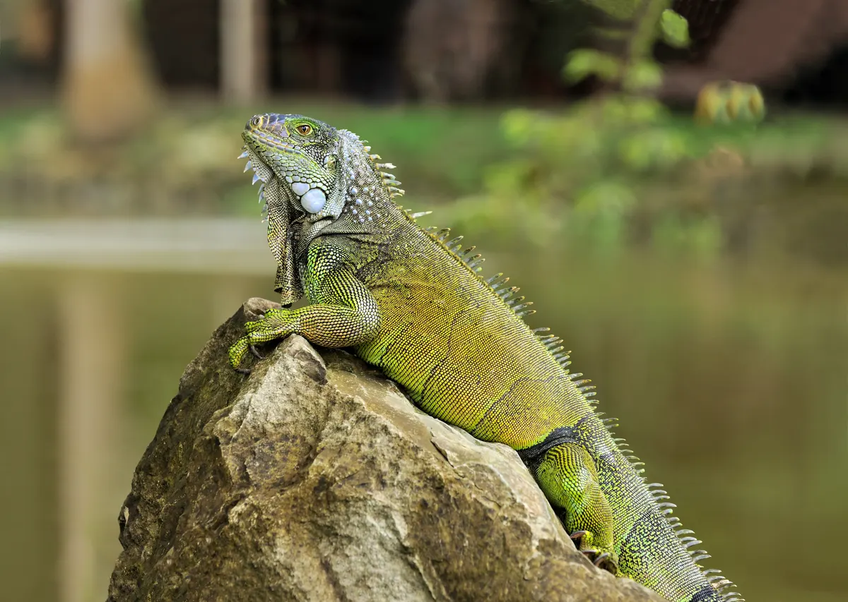 A Green Iguana traveling across its geographic range