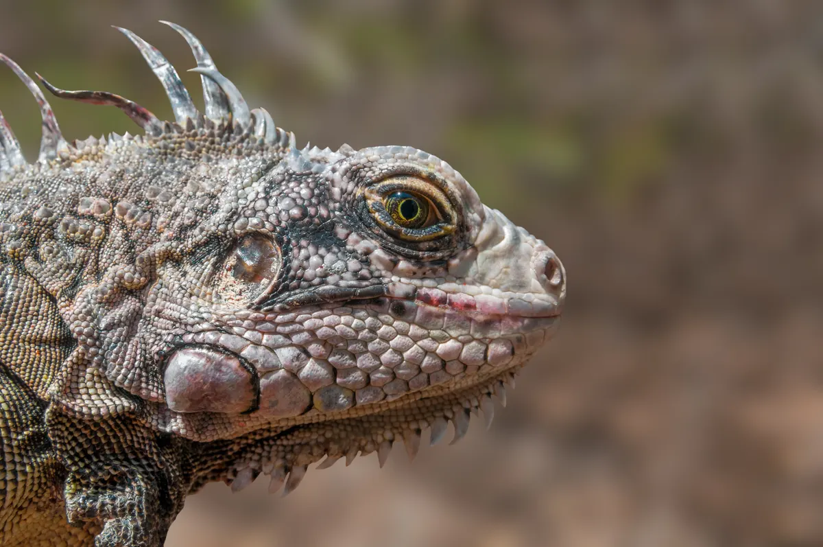 A photo showing the size of a Green Iguana