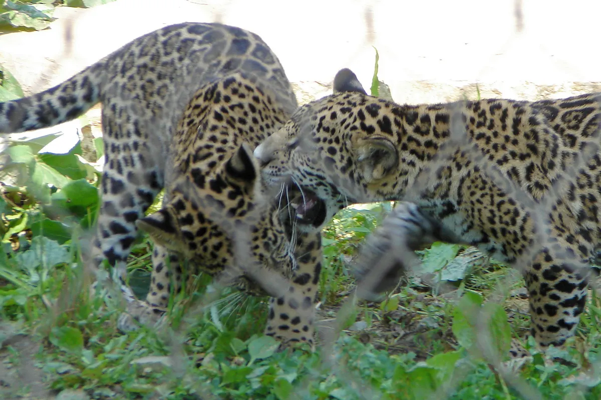 Two jaguar cubs playing and tussling in the grass