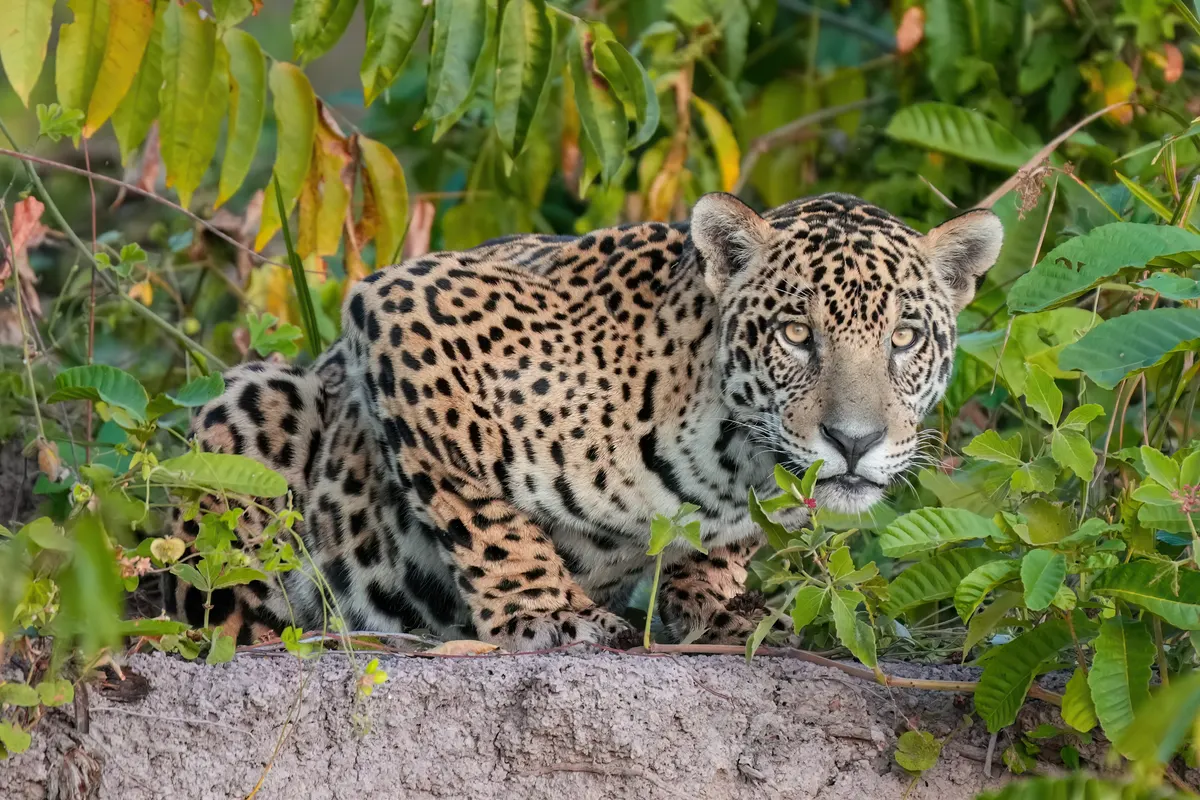 A detailed close-up showing the physical features of a Jaguar