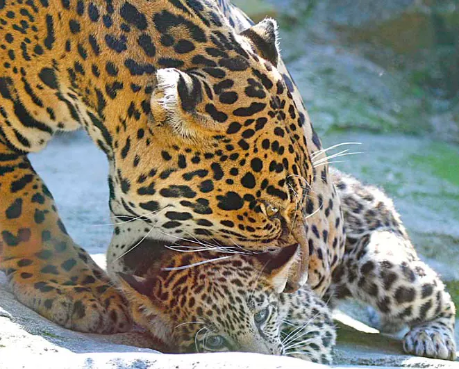 A mother jaguar gently holding her small cub by the neck