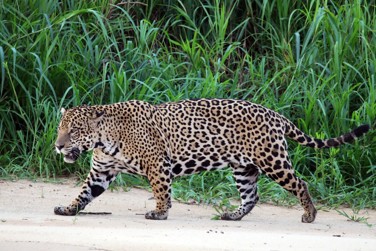 A Jaguar finding or consuming food