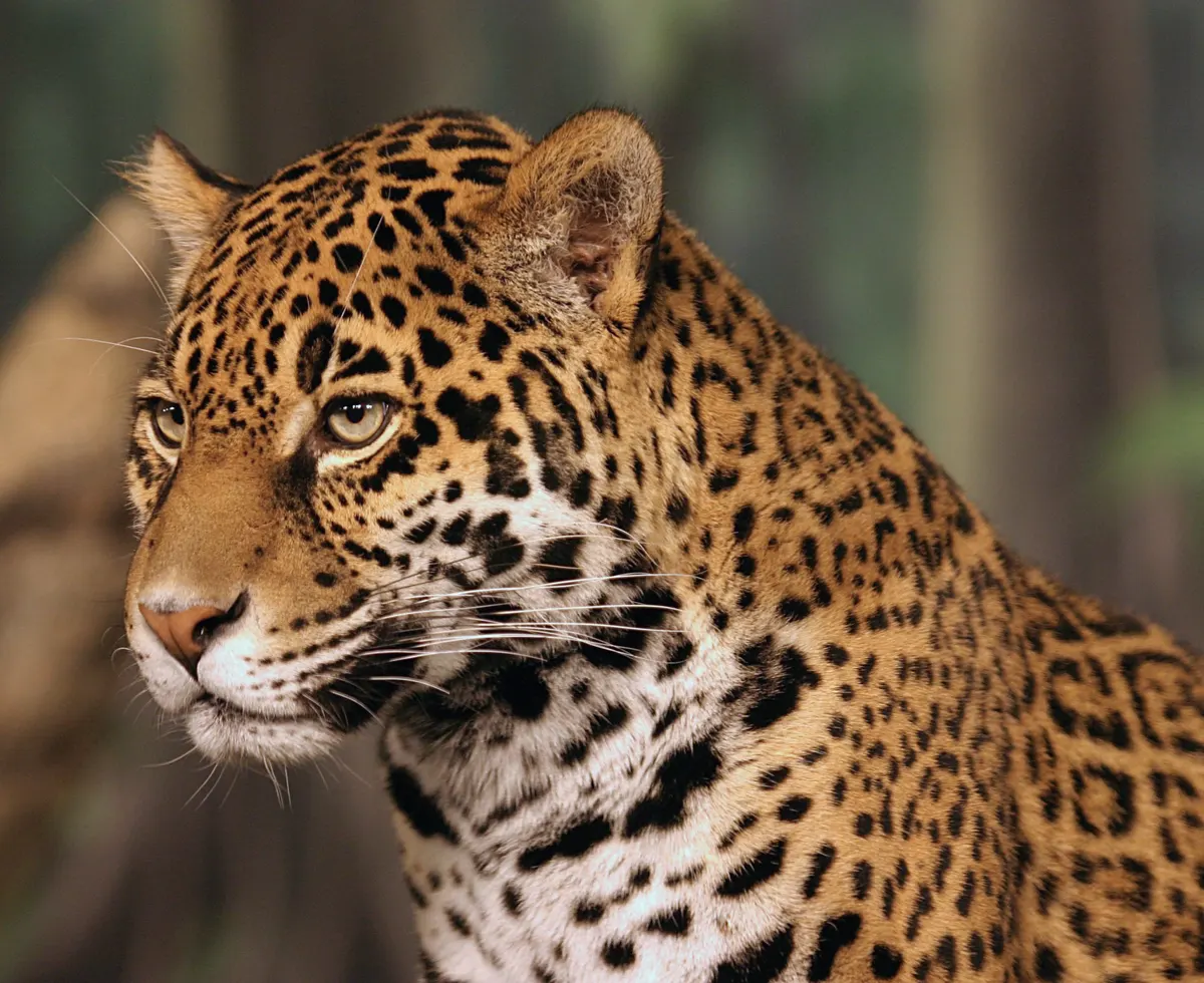 A group of Jaguars interacting with each other