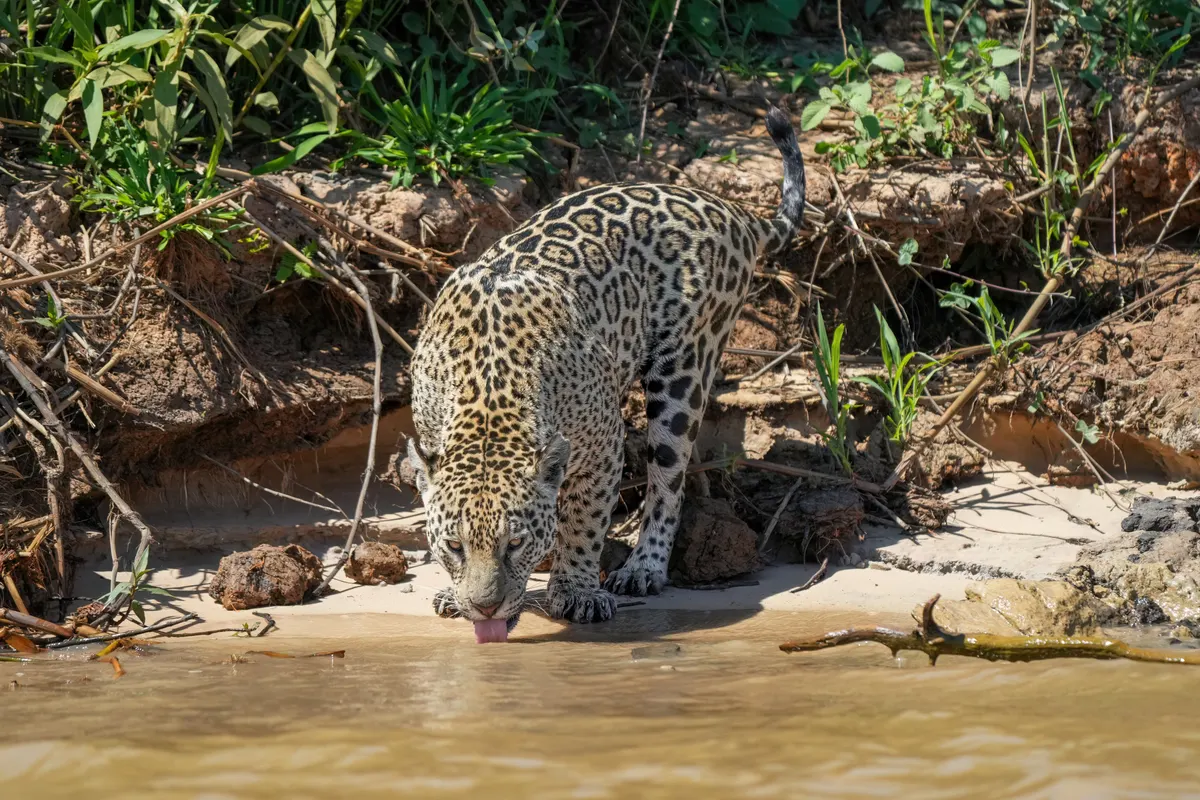 A Jaguar navigating its natural environment