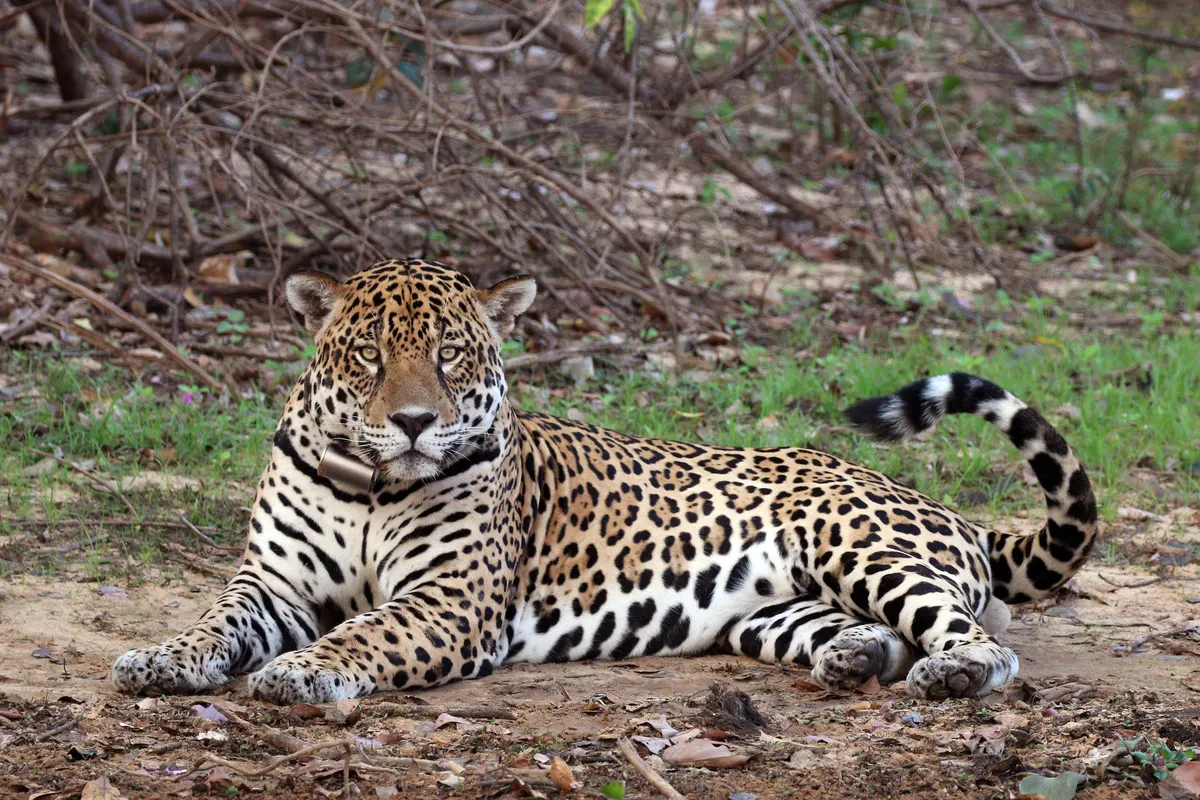 Male jaguar resting on the ground with its long spotted tail extended