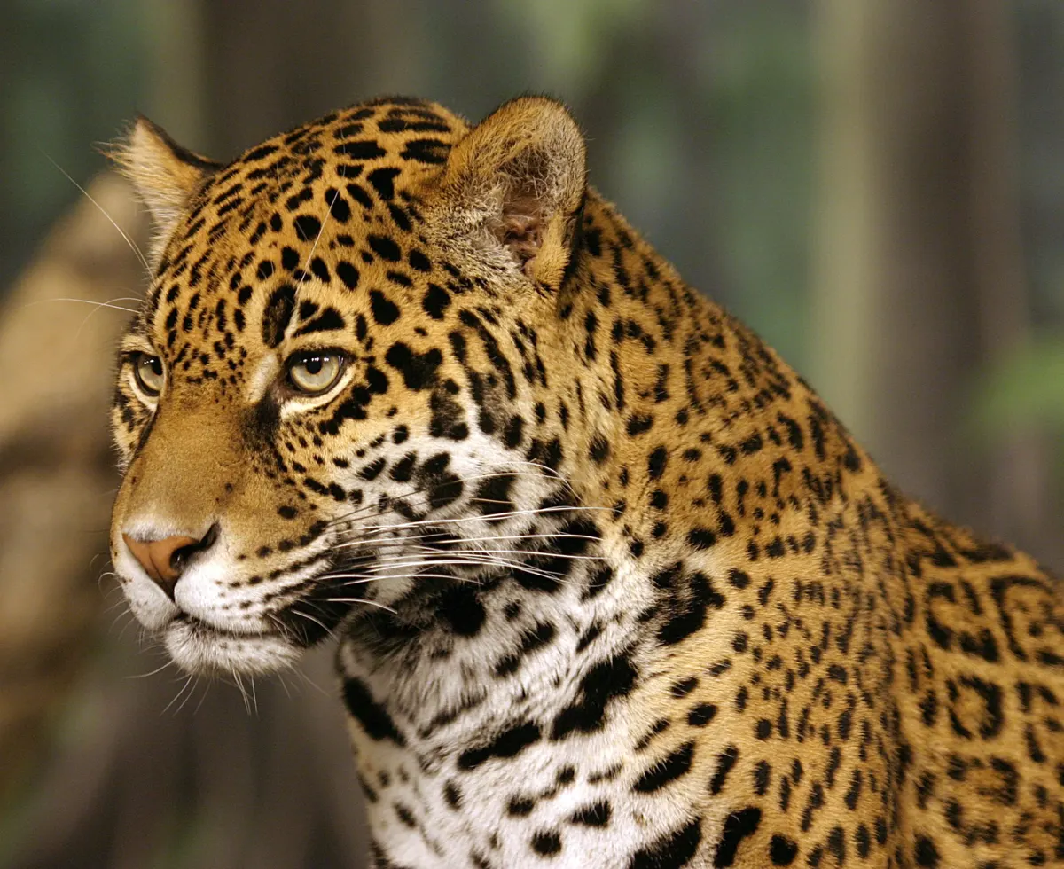 A Jaguar finding or consuming food