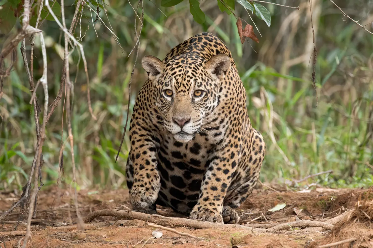 A group of Jaguars interacting with each other