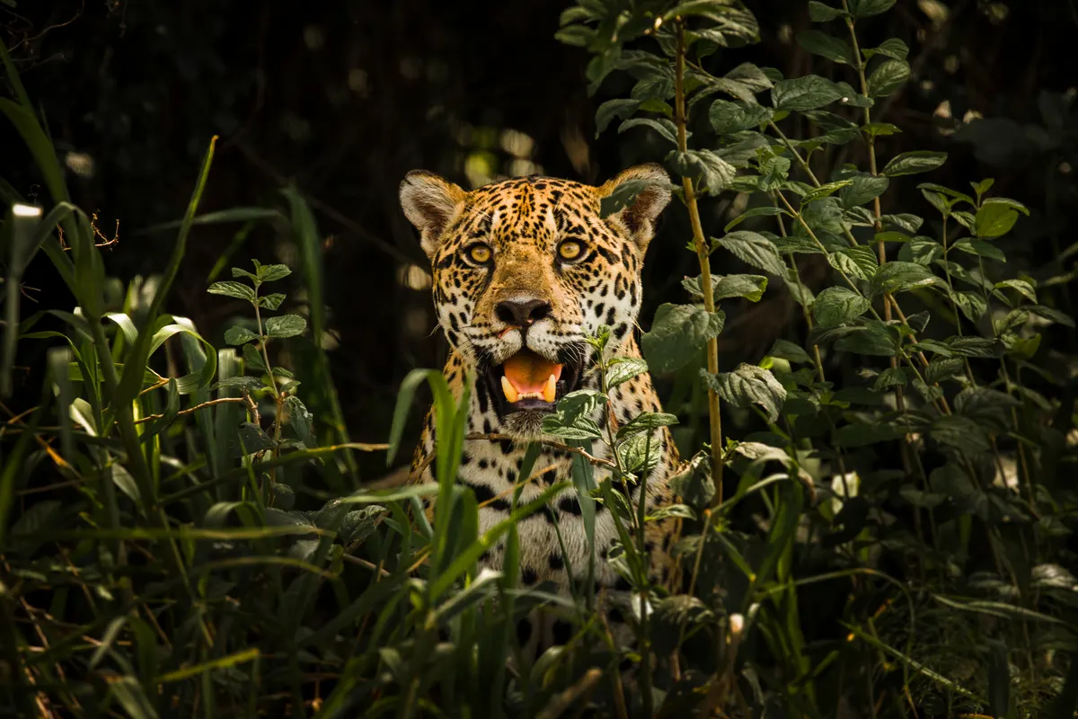 A Jaguar showing a unique behavior or adaptation