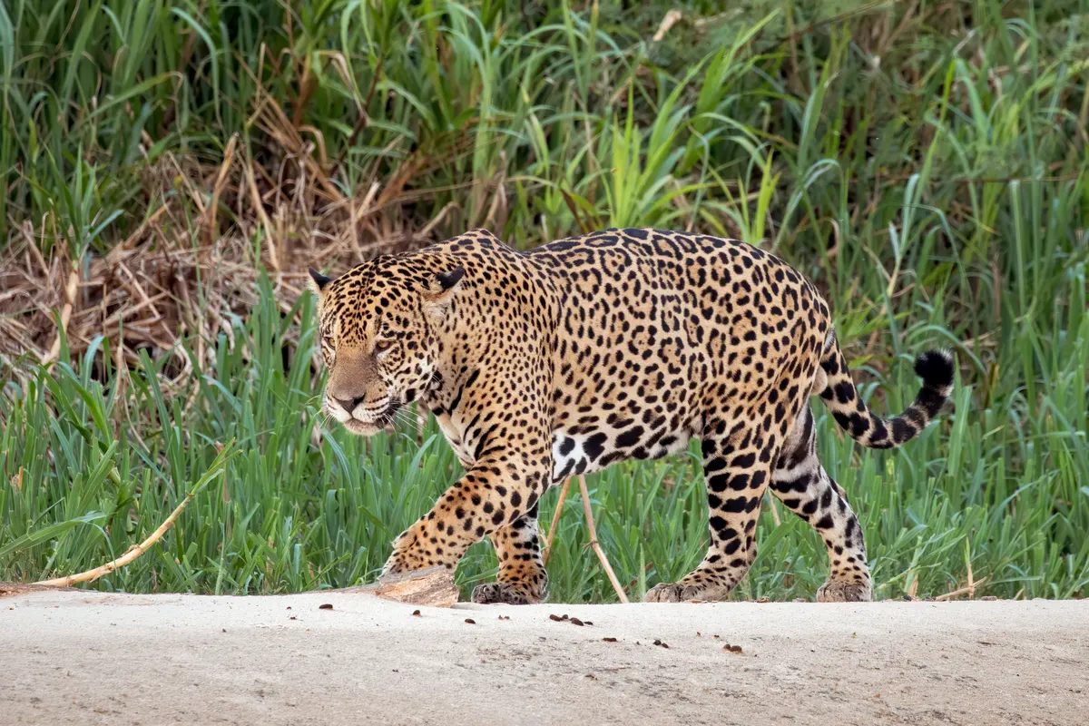 A Jaguar navigating its natural environment