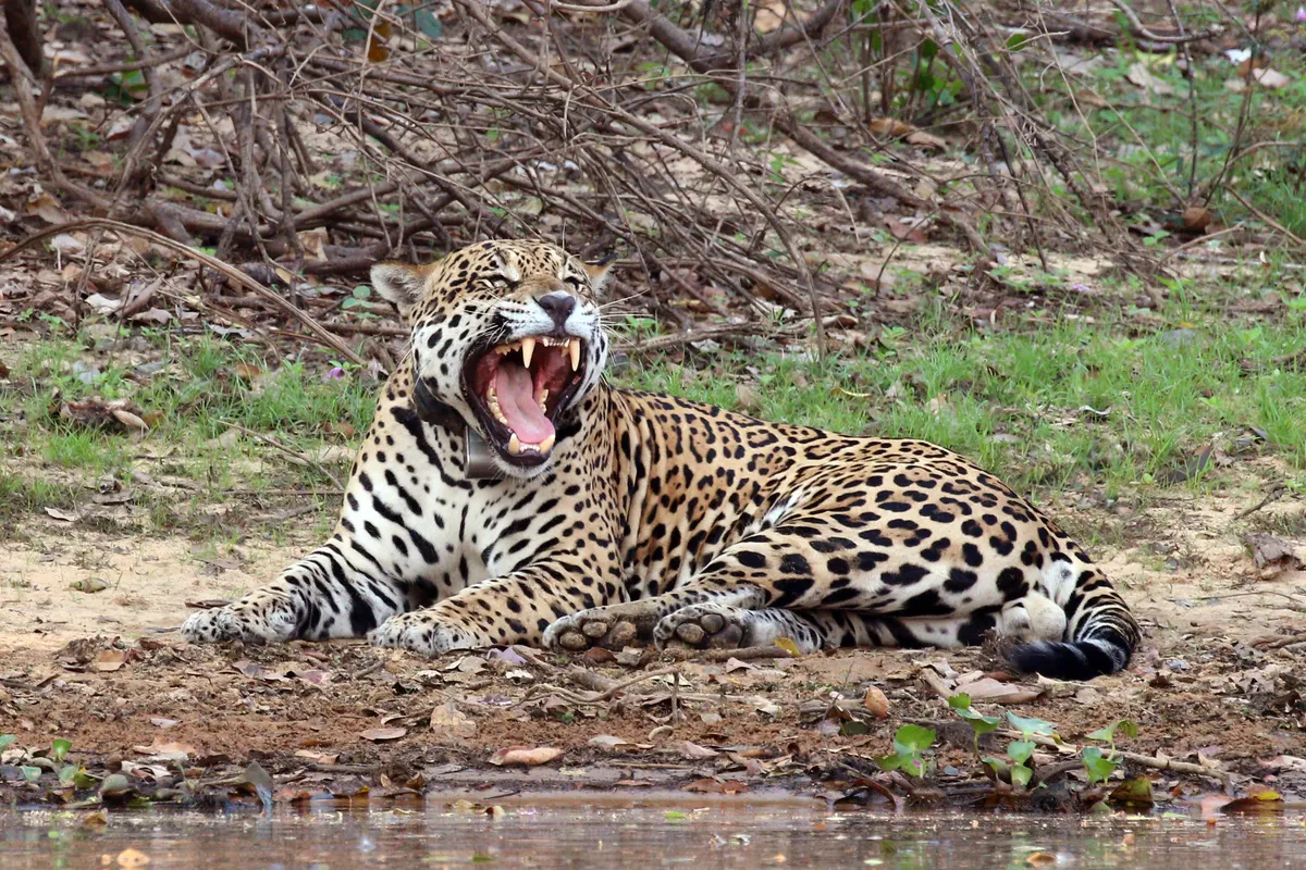 A beautiful portrait of a Jaguar in the wild