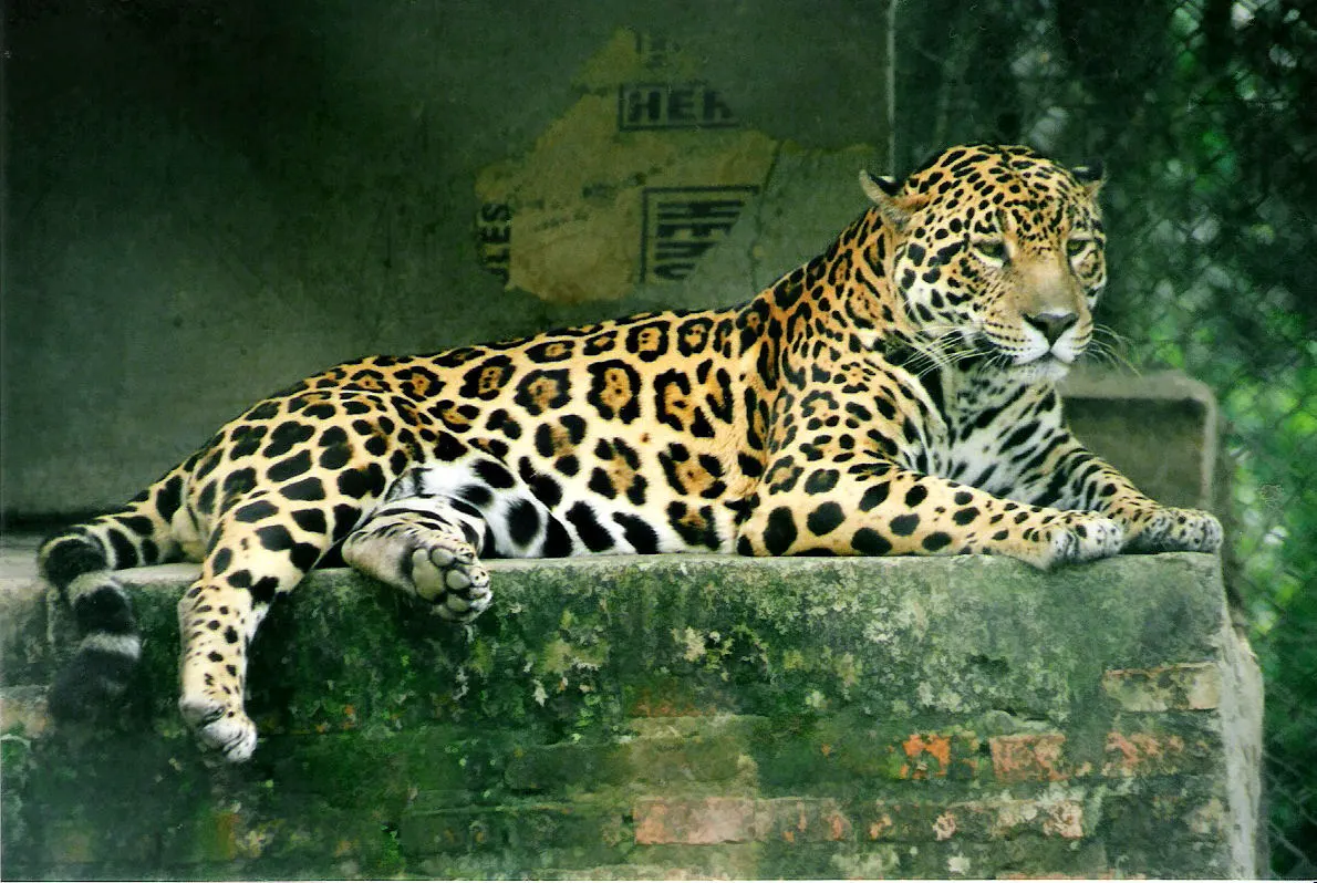 A Jaguar traveling across its geographic range