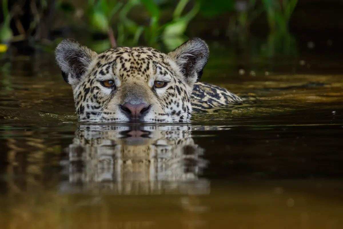 A photo showing the size of a Jaguar