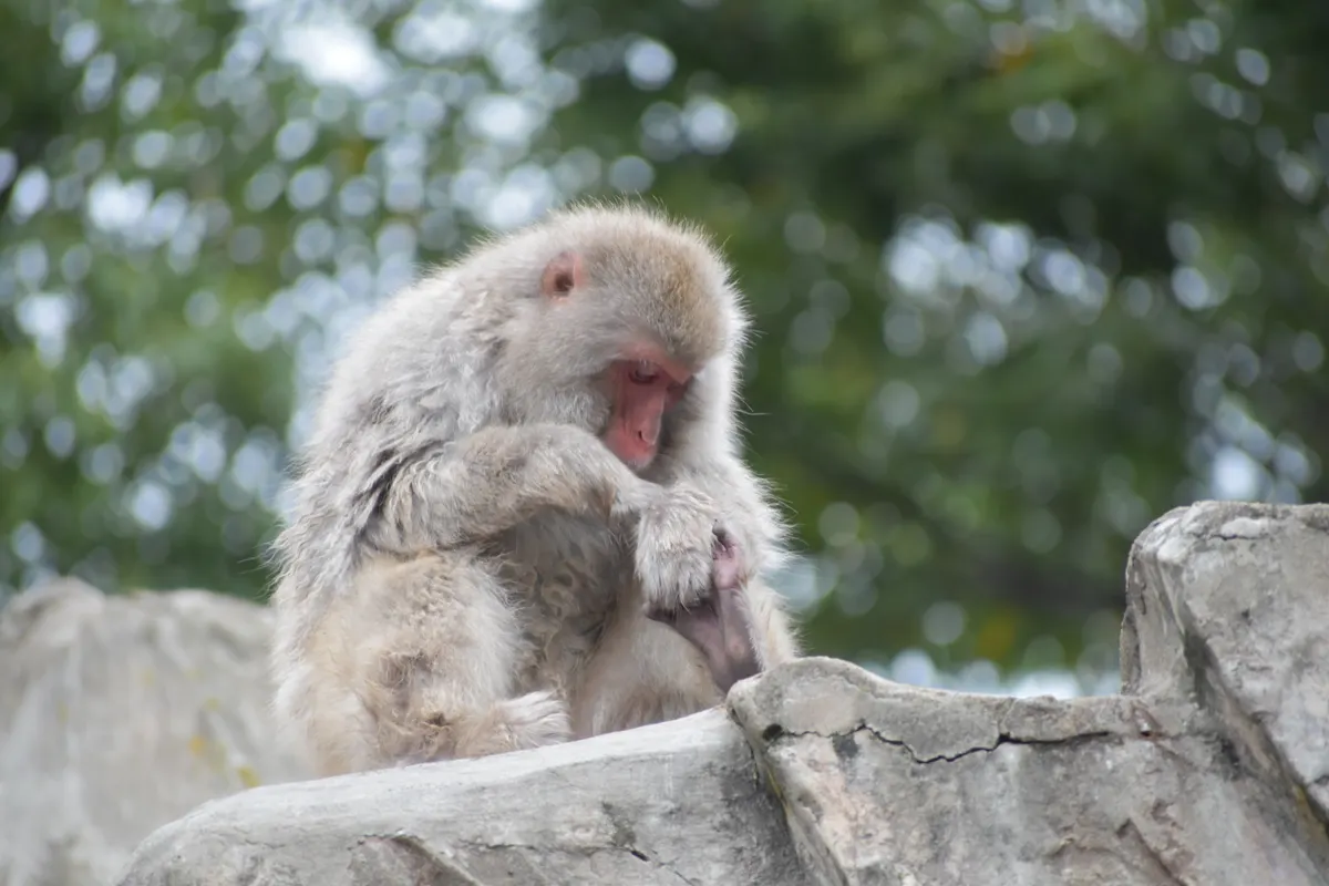 Two Japanese macaques grooming each other on a stone ledge