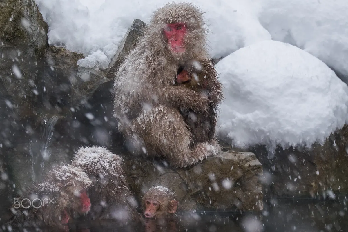 Japanese macaques resting together in snow