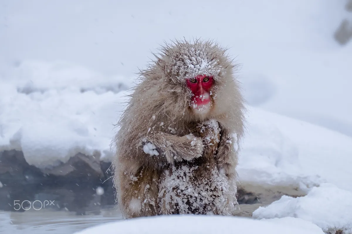 Japanese macaques in a deep-snow winter landscape