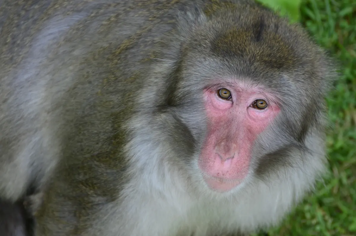 Japanese macaque perched on a rock