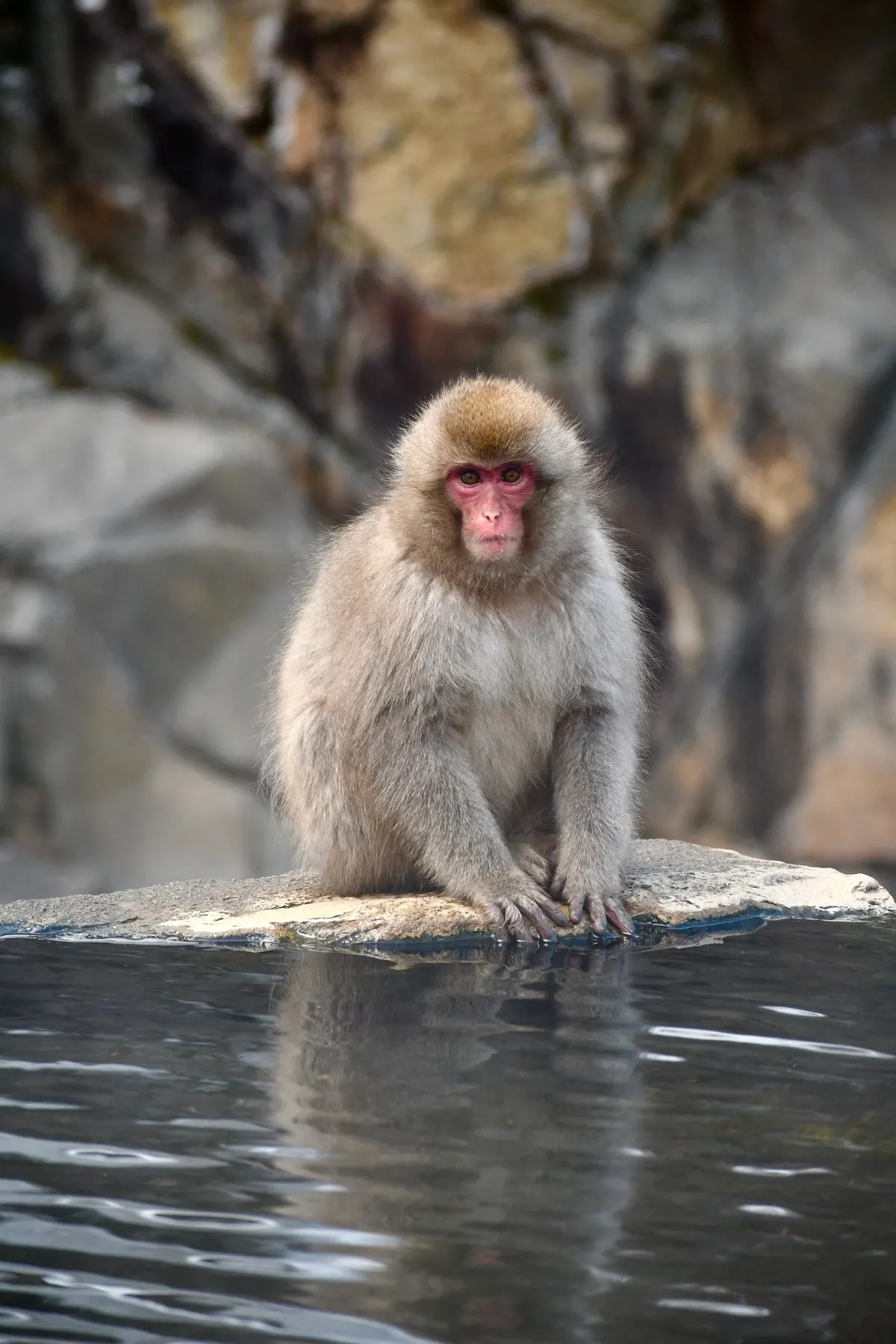 Japanese macaque with a red face and thick fur in a snowy setting