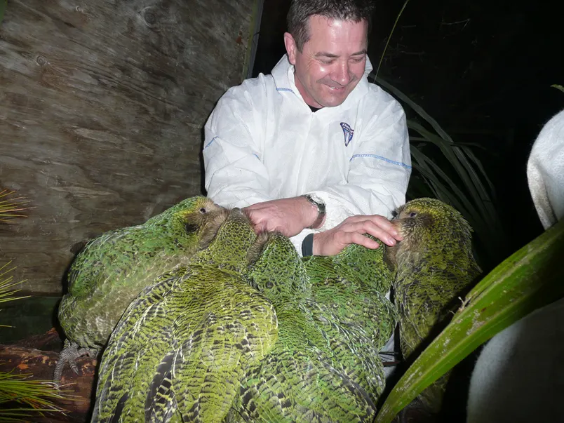 Conservation ranger holding fluffy young kakapo chicks during a health check