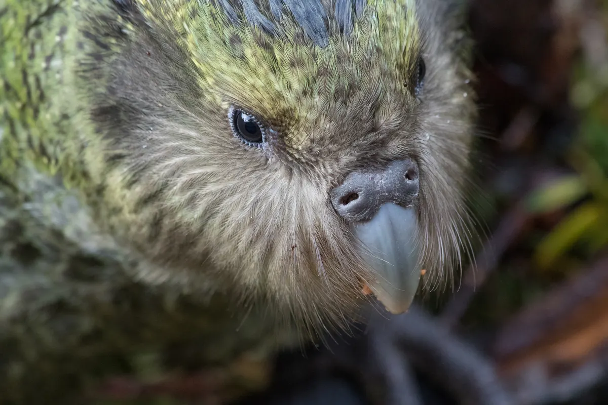 Stunning close-up of a juvenile kakapo's facial disc, delicate whiskers, and rounded beak