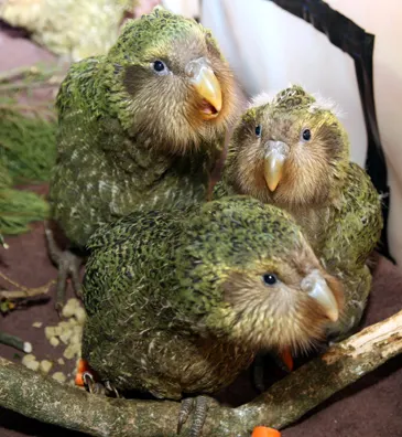 Close-up of young developing kakapo chicks being monitored by conservationists