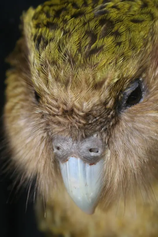 Felix the kakapo during a health check, surrounded by natural leafy greens
