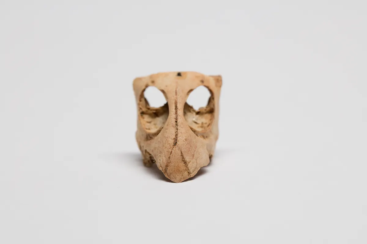 Incredibly detailed historical kakapo specimen showcasing robust adult body structure