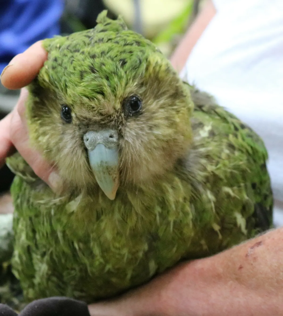 Kakapo held by conservation staff during a health check