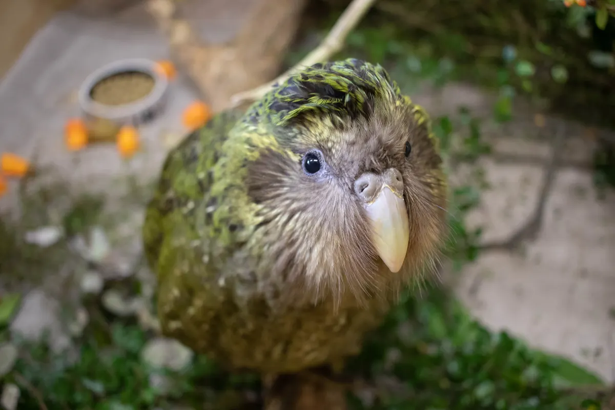 Beautiful kakapo standing firmly on a branch, showcasing rich green feathers