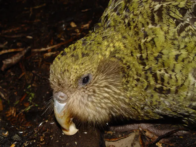 Kakapo peering gently through the forest foliage on Codfish Island