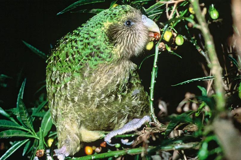 Kakapo named Trevor feeding on ripe yellow poroporo fruit in the forest