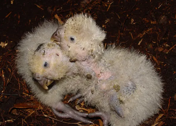 Two young kakapo chicks resting together in their protected nesting box