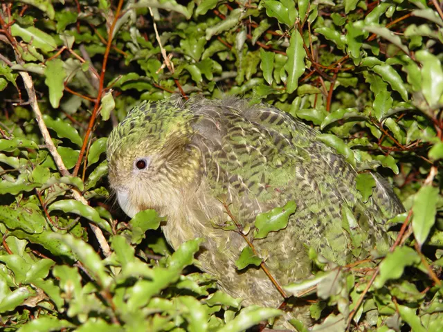 Kakapo blending seamlessly into lush green ferns and forest floor flora