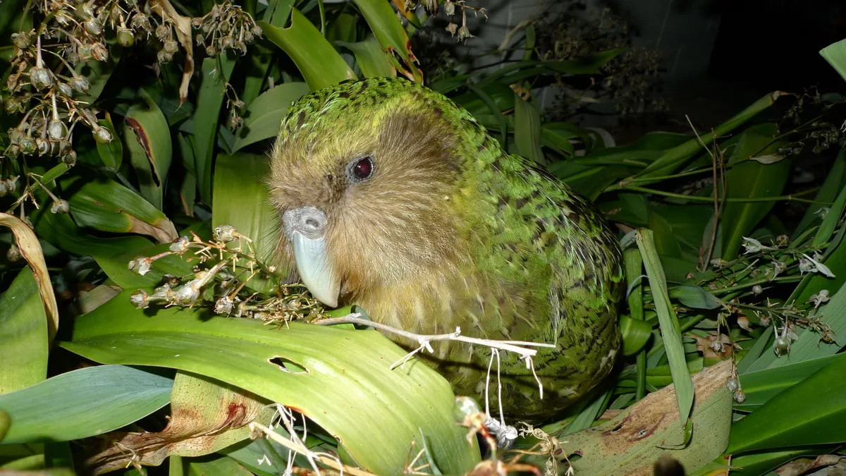 Sirocco the famous kakapo looking curiously with its moss-green patterned feathers