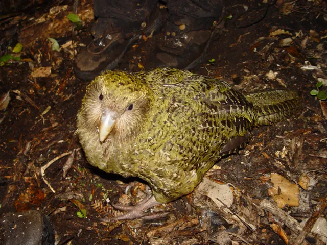 Pura, a young kakapo exploring the protected terrain of Codfish Island