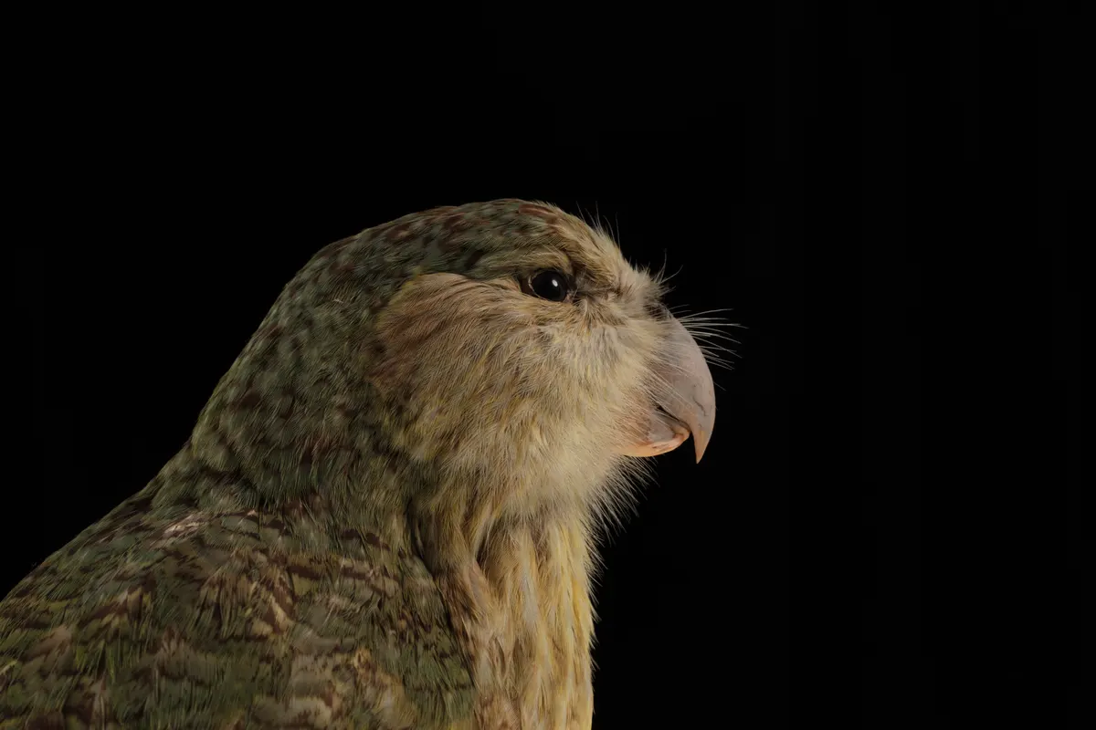 High-resolution museum specimen demonstrating the heavy, large build of the flightless kakapo