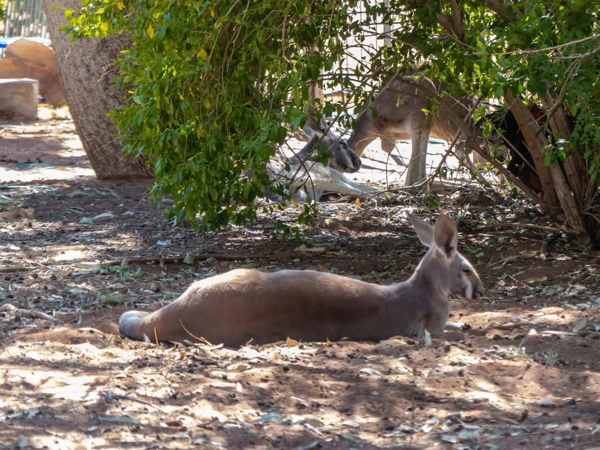 Young red kangaroo joey near adult in outback habitat