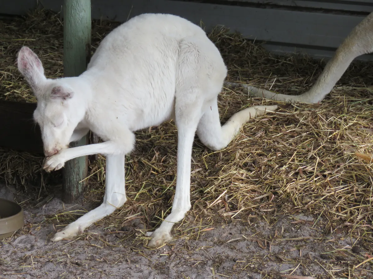 Close-up red kangaroo face with large ears and dark eyes