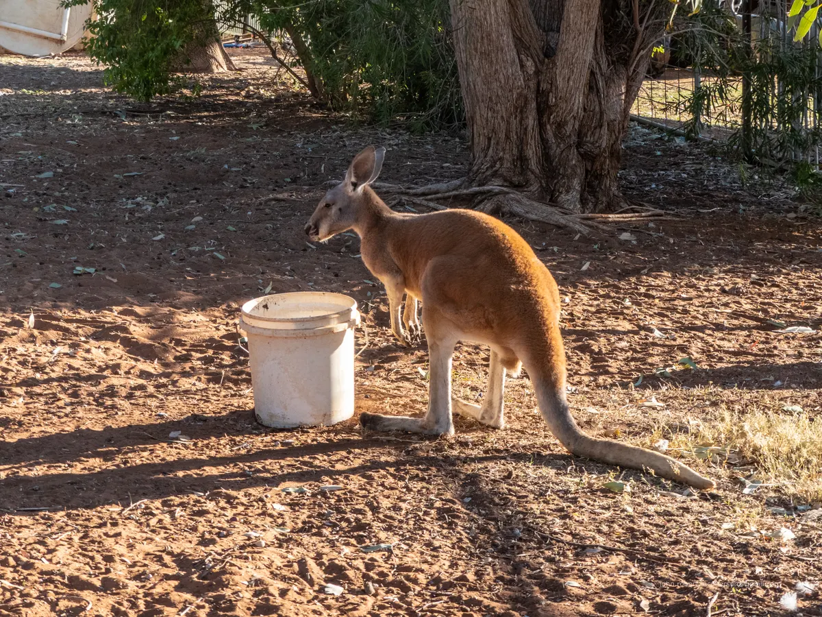 Young red kangaroo near adults in wildlife habitat