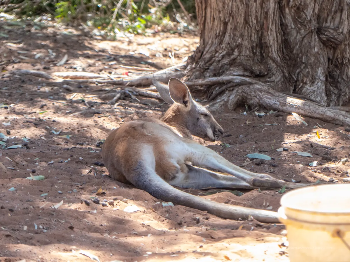 Red kangaroo grazing on dry outback vegetation