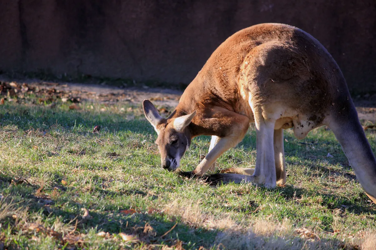 Red kangaroo grazing head-down on open grass
