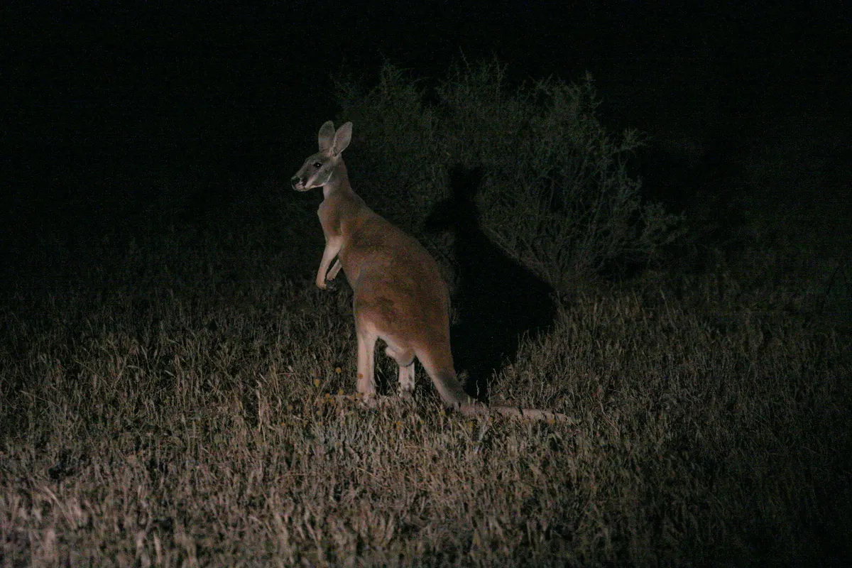 Wild red kangaroo standing in dry scrub on the Riverina Plain