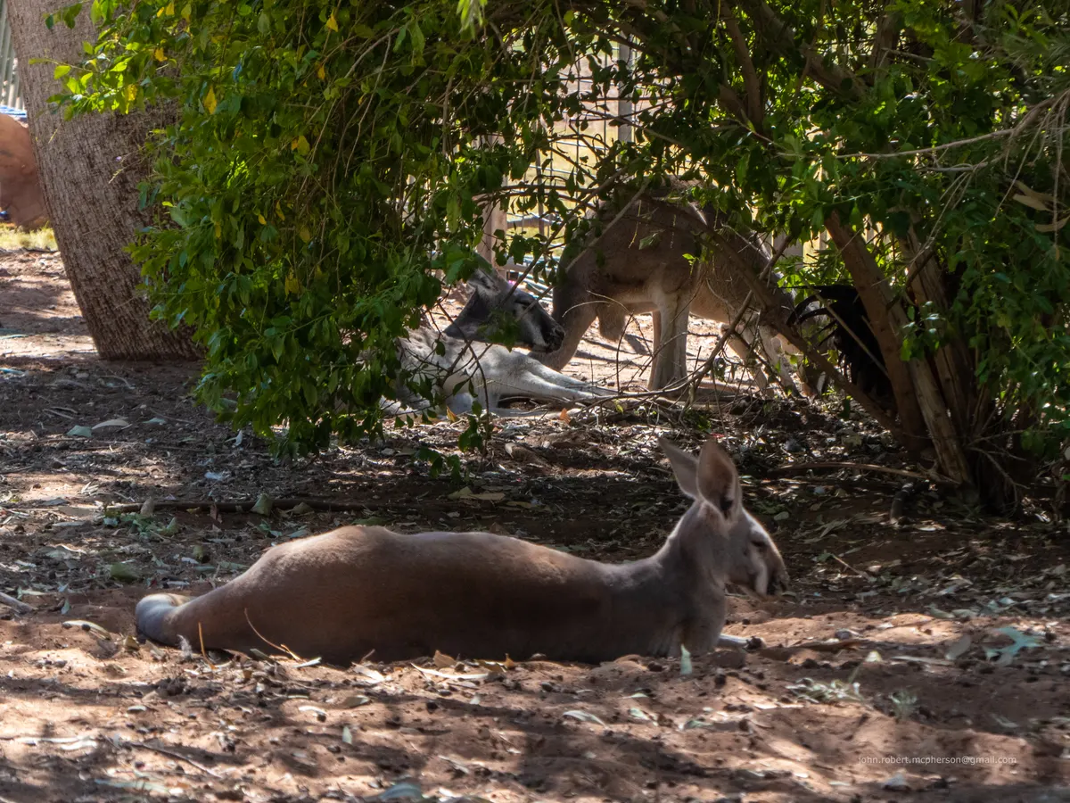 Red kangaroo mother with joey in outback setting